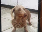 Miniature Dachshunds Puppies Isabella & Tan