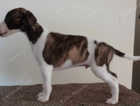 Stunning Show quality whippet pup