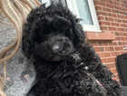 outstanding quality toy poodle boy