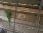 Around 1 years old female green Indian Ringneck