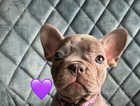 **1 LEFT** KC Registered French bulldog puppies for sale