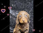 mini long hair dachshund last girl :chocolate tan left
