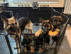 Gorgeous long haired German Shepherd Puppies! 2 Male, 1 female left