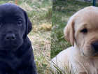 KC Reg. Labrador pups for sale