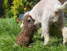 Bedlington terrier dog pup