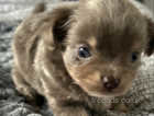 Beautiful female Teacup Chihuaha pup for sale