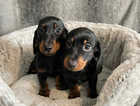 Dachshund Boys Fully Vaccinated Ready Now