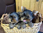 For sale teacup Yorkshire terrier puppies