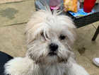 Adorable Lhasa Apso puppy for sale. 1 boy left