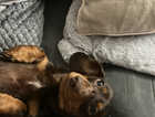 3 beautiful miniature dashounds