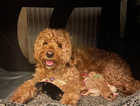 8x F1b Mini Goldendoodle puppies 3 girls 5 boys-only 1 puppies remaining