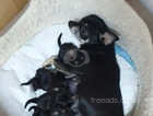 5 GORGEOUS CHIHUAHUA PUPPIES FOR SALE IN PORTSMOUTH!!!!!