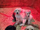 Beautiful Labrador pups for sale