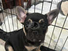 French bull dog Black and Tan 8 weeks old