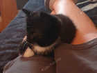 Kitten Adoption Announcement