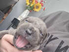 4 week old cane corso puppies