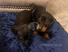 2 beautiful miniature dachshunds
