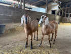 Anglo Nubian goats