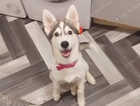 Siberian husky