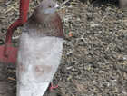 Pigeon male