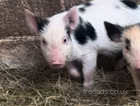 Pet pigs ready for there forever homes