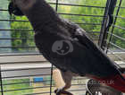 African Gray Male 9 months old tame