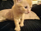 NOW ALL RESERVED Snowshoe Siamese X part  Ragdoll kittens