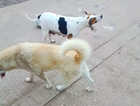 coonsky/treeing walker coonhound cross siberian husky puppies
