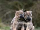 German Shepherd, ready now  straight back puppies