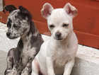 Still available last beautiful Chihuahua pup.