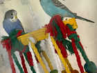 Baby budgies