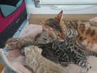 Stunning Bengal Kittens For Sale
