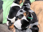 Jack Russell pups for sale
