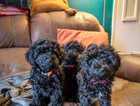 STILL AVAILABLE- TOY POODLE PUPPIES
