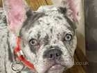 Rare lilac merle female frenchie puppy 7 months blue eyes