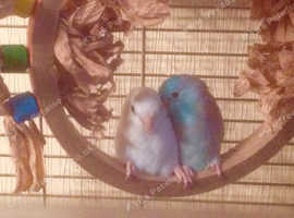 Missing Parrotlets