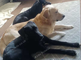 Lab cross collie
