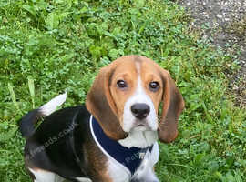 11 Month Old Pedigree Beagle Boy in Bridgnorth on Freeads Classifieds ...