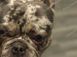 Merle French Bulldog Male 18 months