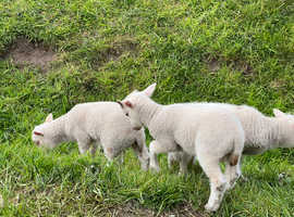 Shetland ewes with lambs at foot