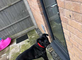 Cane corso cross 2 years old
