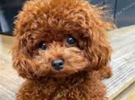 Poodle puppies best sale for adoption