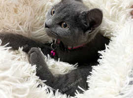 Blue grey kitten