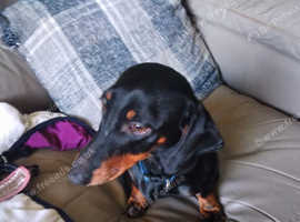 Rehoming 2 year old mini Dachshund black and tan girl