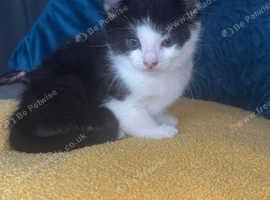 Adorable boy kitten who loves cuddles and needs a new home