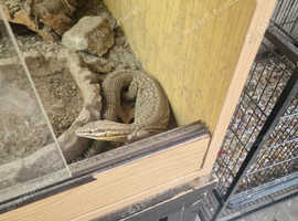 Ackie monitor 3 years old male
