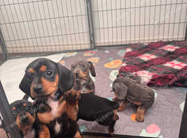 Mini dachshund