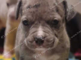 Cane corso x American bulldog puppie mearl woth 2 different colour eyes