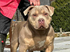 Pandora bullies sale for sale