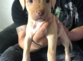 Lilac staffy hot sale